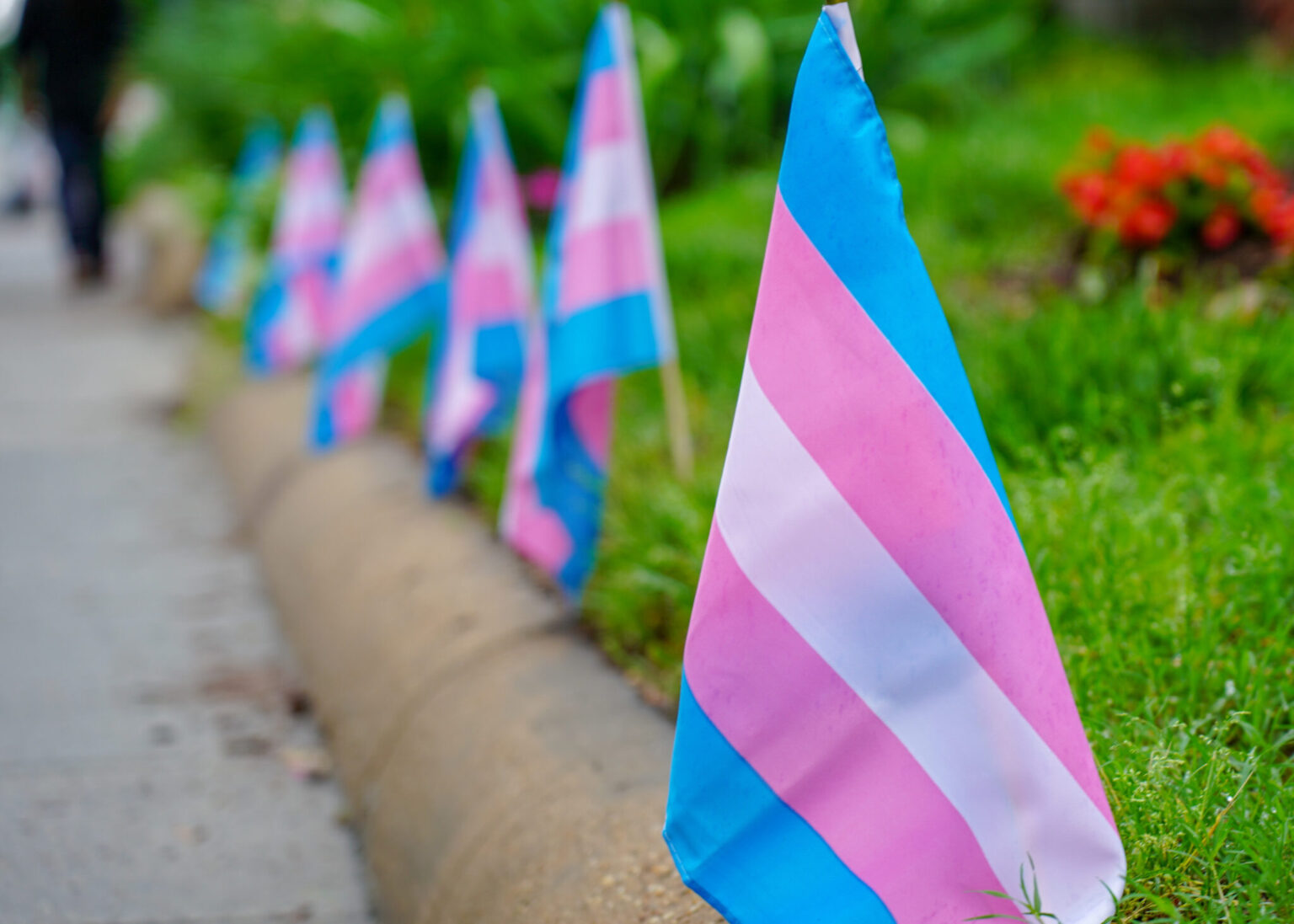 Transgender Trans Pride Flags CC BY NC ND 4.0 Louisiana Illuminator