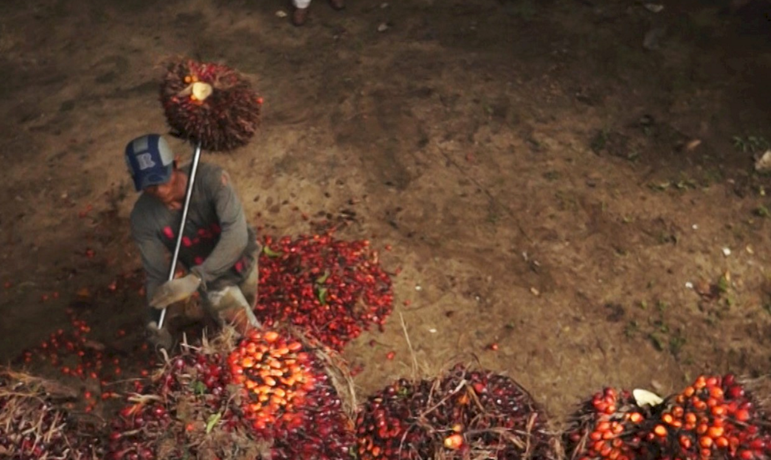 El gran escándalo del aceite de palma: abusos laborales detrás de grandes  marcas | Red-DESC